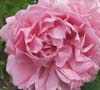 Fluffy Pink Rose